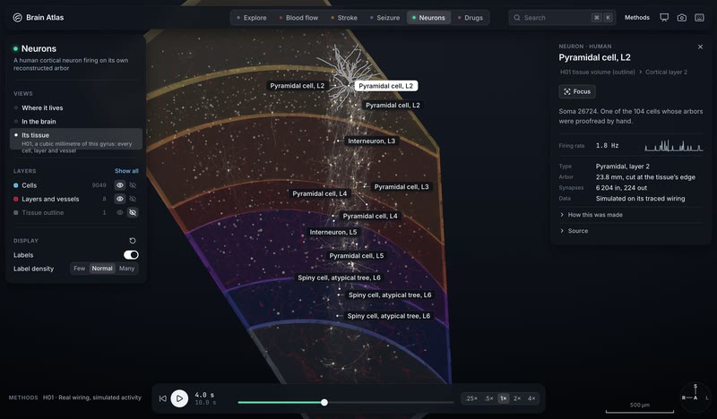 One neuron of H01, read from its own tables: the app's cell inspector.