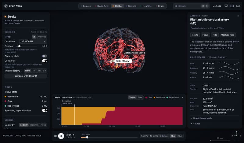 Any vessel, live: its flow, its territory, and Occlude here.