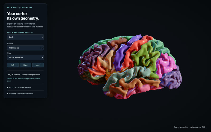 Your cortex, in its own geometry.