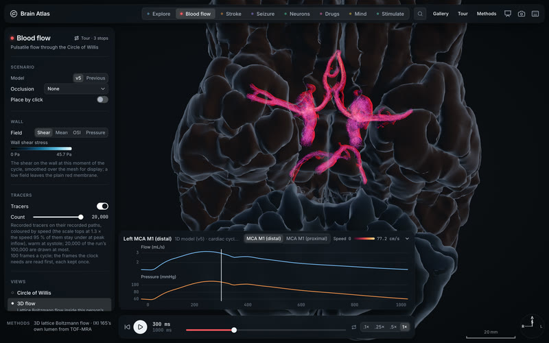 Blood flow, now in 3D.