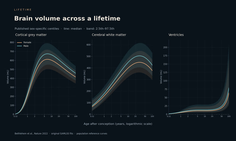 Brain volume across a lifetime.