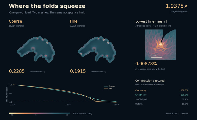 Where the folds squeeze.