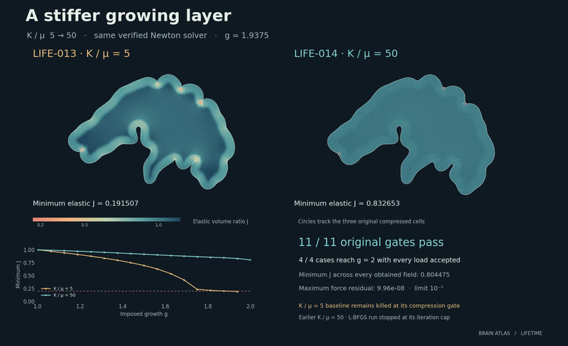 A stiffer growing layer.