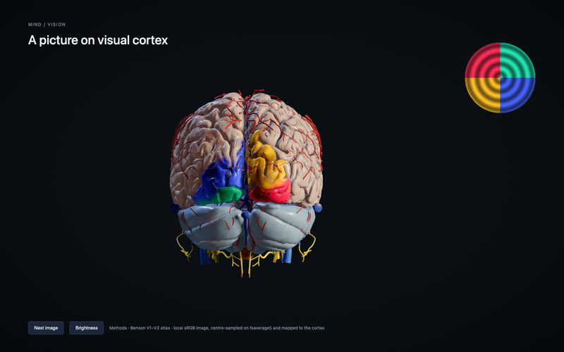 A picture on visual cortex.