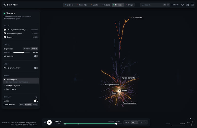Neurons.