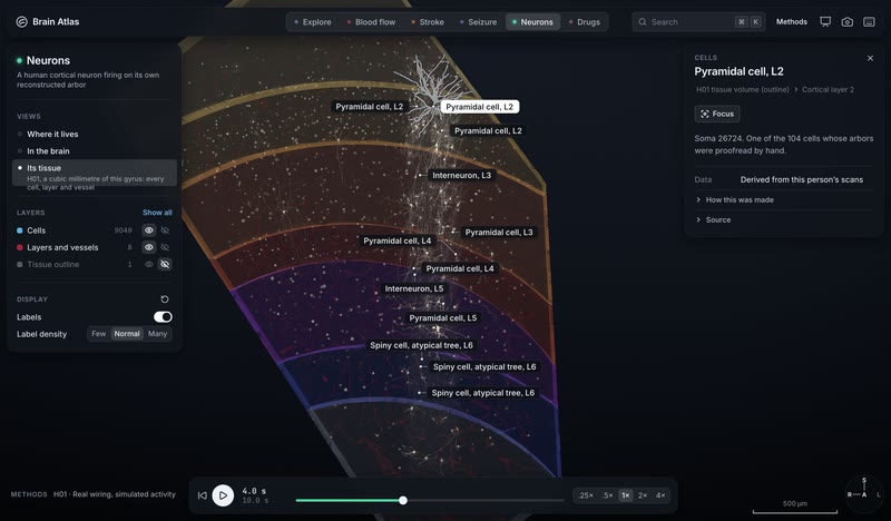 H01's real wiring, firing: a cubic millimetre of human cortex in the app.