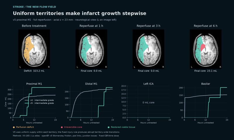Uniform flow makes infarct growth stepwise.