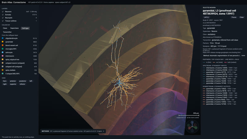 Cell 13997 and its synapses.