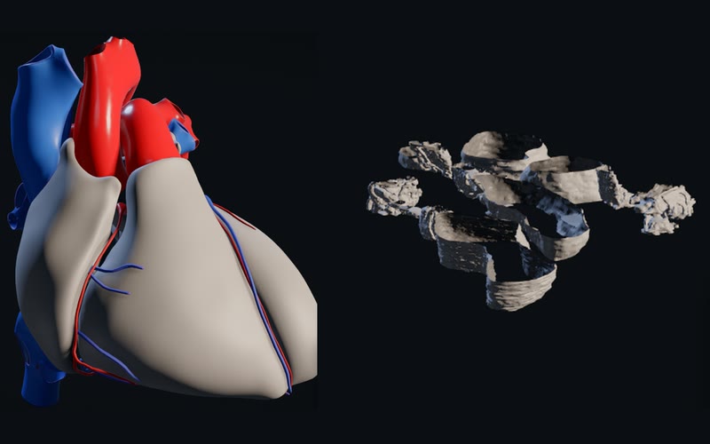 Two stages of Body's dive side by side: the reference heart with its great and coronary vessels in red and blue, then the myofibril's traced T-tubules, reticulum and mitochondria in pale grey.