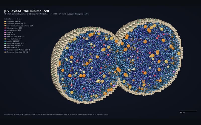 The minimal cell JCVI-syn3A cut open as it divides into two lobes: thousands of coloured spheres for proteins, ribosomes, RNA and chromosome sites inside a beige membrane, with a legend of counts at left.