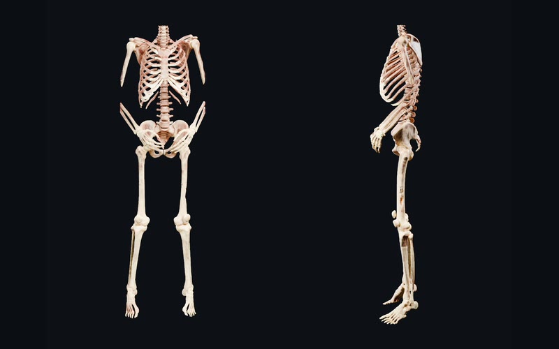The Visible Human male's skeleton below the neck, front and left, in the cream and rose of its cryosection colour: ribs, spine, pelvis, arms with a gap at each elbow, legs, hands and feet.