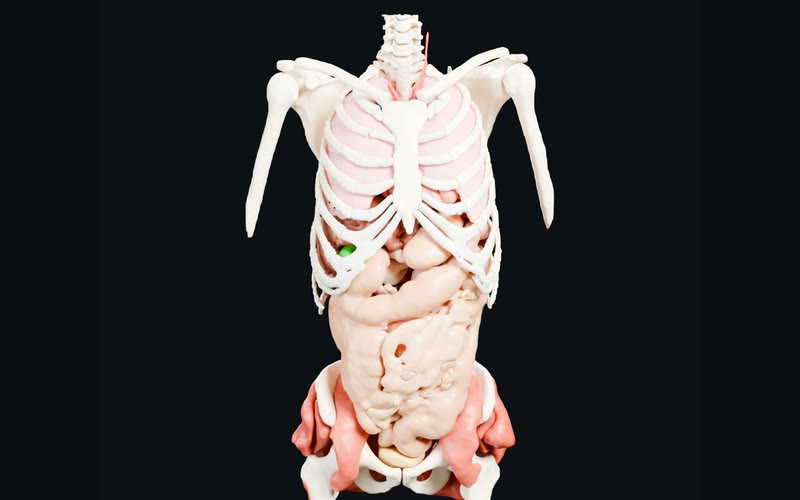 A study render of the Visible Human male cut below the skull: ribs, spine, shoulder blades and upper arm bones around pale pink lungs, with the stomach, intestines, pelvis and hip muscles below.