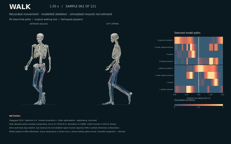 The Walk figure at 1.05 seconds: the skeleton mid-stride seen from the front and from the left, with coloured leg-muscle paths, beside a heatmap of eight selected muscles' activation over the recording.